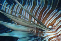 入侵狮子鱼在地中海迅速蔓延威胁生物多样性
