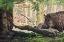 研究发现国家公园野猪体内的PFAS含量比人类可食用的毒性高出五倍