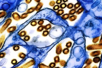 奶牛身上的 H5N1 流感病毒的特征可能促进哺乳动物的感染和传播