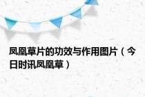 凤凰草片的功效与作用图片（今日时讯凤凰草）