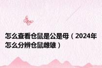 怎么查看仓鼠是公是母（2024年怎么分辨仓鼠雌雄）