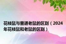 花枝鼠与普通老鼠的区别（2024年花枝鼠和老鼠的区别）