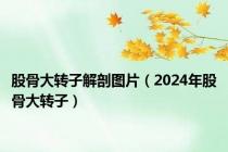 股骨大转子解剖图片（2024年股骨大转子）