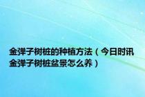 金弹子树桩的种植方法（今日时讯金弹子树桩盆景怎么养）