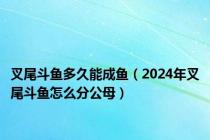 叉尾斗鱼多久能成鱼（2024年叉尾斗鱼怎么分公母）