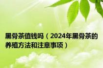 黑骨茶值钱吗（2024年黑骨茶的养殖方法和注意事项）