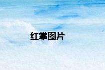 红掌图片
